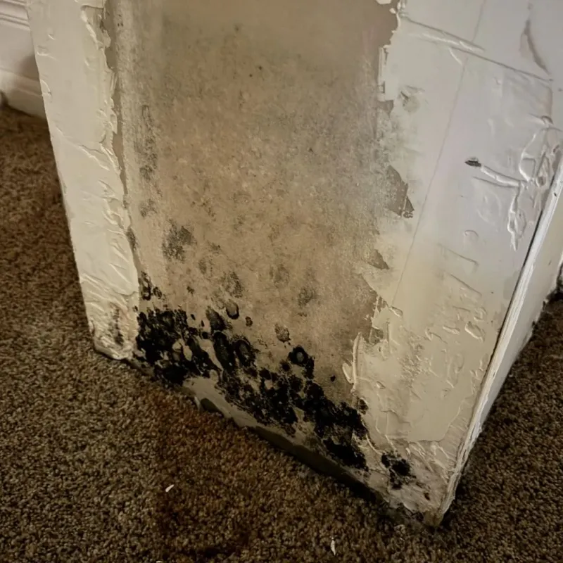 Professional Mold Removal in Ithaca, NY